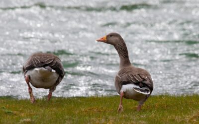 Þegar vorið kallar en veturinn er tregur að gefa eftir